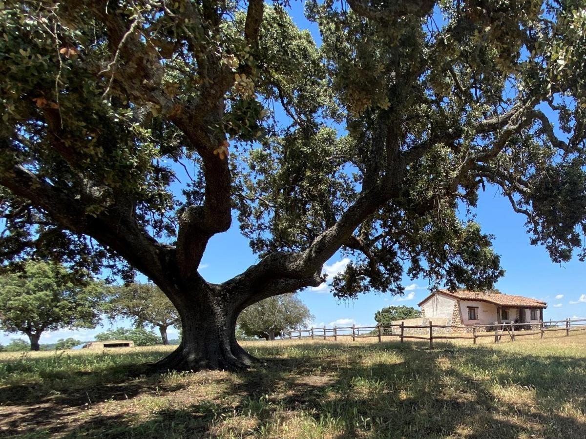 Eco-Lodge En La Reserva Privada Campanarios De Azaba - Proyecto De Conservacion Espeja Exteriör bild