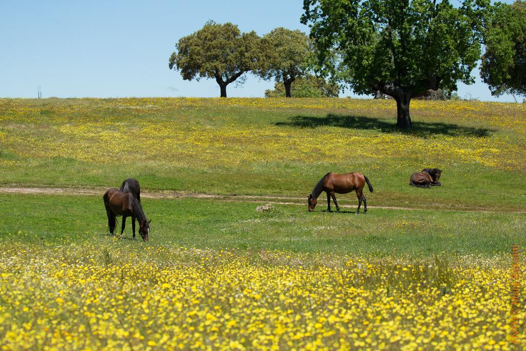 Eco-Lodge En La Reserva Privada Campanarios De Azaba - Proyecto De Conservacion Espeja Exteriör bild